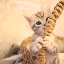 도그마루 강아지 고양이 천안아산점 이미지