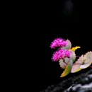서목