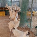 태성농장1 이미지