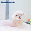 쓰담쓰담애견샵 이미지