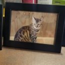 고양이네 생선가게 이미지