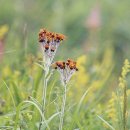 산솜방망이- Scarlet groundsel 이미지