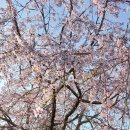 4/11 서산한우목장 웰빙산책로,해미읍성,해미성지&amp;벚꽃길 이미지