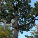 영월청령포 이미지