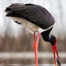 ​지구상에서 가장 긴~ 다리를 가진 새는? 이미지