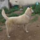 용이랑 백호랑 이미지