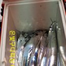 은갈치