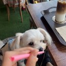 카페동백 2호점 | 강아지와 부산여행 | 광안리 바닷가가 한눈에 보이는 애견동반 카페 ‘비엔나커피 광안리점’