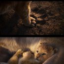 라이온킹 이미지