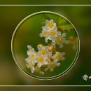 봄꽃 기행, 5월의 꽃 B, 구슬댕댕이꽃. 헤베꽃... 이미지