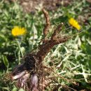 민들래농원 이미지