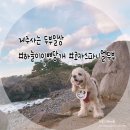 이쁘당개 네이버블로그