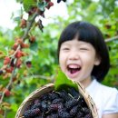 직접 딴 제철 과일 '꿀맛' … 상하이 주변 체험 농장 이미지