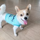 [토들리 TODLEY X <b>더</b><b>딸랑</b>] 베이스볼독 크롭나시 / 귀여운 애견나시 추천