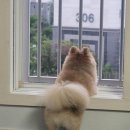 효자발