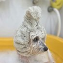 이웃집 메리 이미지