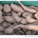 올리농장 이미지