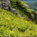 7월 정기산행 공지(덕유산) 원추리꽃 산행 이미지