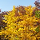 부연공원 | (10/29) 현재 단풍모습의 월드컵공원 방문후기