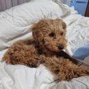 그루밍154 이미지