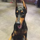 머무까나 | 수원 애견카페, 애견카페왈 WALL 방문 후기 :)