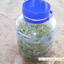 달콤한 민들레의 속 이미지