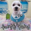 단골집 | 구리 교문동 애견미용실, 몇 년째 다니는 진짜 단골집 루미살롱 내돈내산 후기