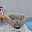 고양이무마취미용 무냥무냥 대구점 이미지