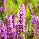세이지 SAGE