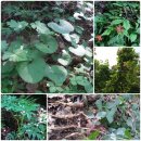 현씨농장 이미지