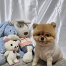 멍멍이컷 이미지