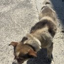 똘이펫 | 노견용사료 알러지사료 펫카인드 그린트라이프 강아지 사료 2kg (연어) 후기