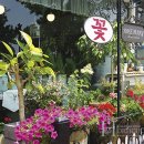 로즈마리플라워 이미지