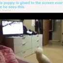 [AS] SBS 동물농장만 방송하면 시청하는 너무 귀여운 강아지 화제 이미지