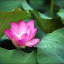 건지산(장덕사) | 전북대 캠퍼스 수목원 - 명품 둘레길이라 불리는 건지산 오송제 편백숲