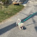 별스런 산책 이미지