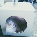 써니애견 이미지