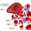 당뇨병, 십이지장궤양, 정력강화, 고혈압, 위궤양에 좋은 엽록소(클로로필) 이미지