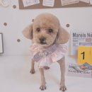 알콩달콩 애견샵 이미지