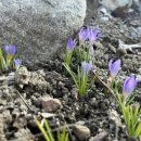 매리앤스가든민박 이미지