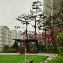 I- Park의 초여름~하늘& 나무 이미지
