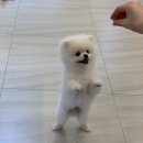 토브 펫 살롱 이미지