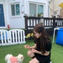 거제 해돋이가자 애견펜션(1) 이미지