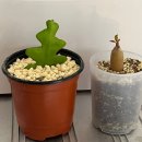 와와닭발앤주먹밥 | 오늘의 나에게 남아있는 건 피하지 못해 자라난 무던함뿐야