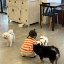 코코네 강아지 미용실 이미지