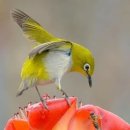 사랑비디오 이미지