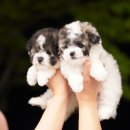 앨리스코리아켄넬 이미지