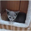 애견용품 창고형 할인매장 이미지