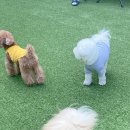 헬로우, 마루네 애견운동장 이미지