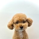 리본반려견 유치원 | 귀여움 대폭발! 우유초코의 유치원 포토데이🐶❤️